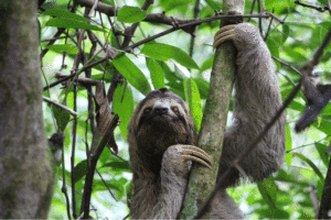 sloth